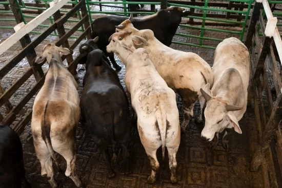 buying livestock at auction
