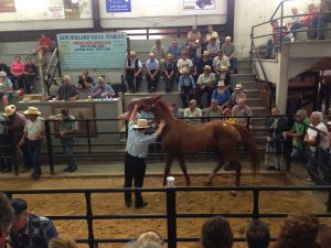 Horse Auctions Near Me