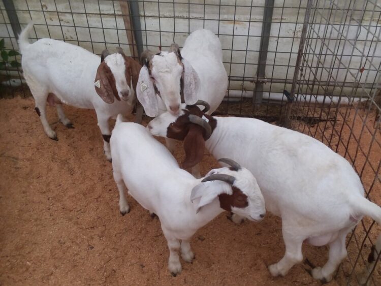 Goat Auctions Near Me