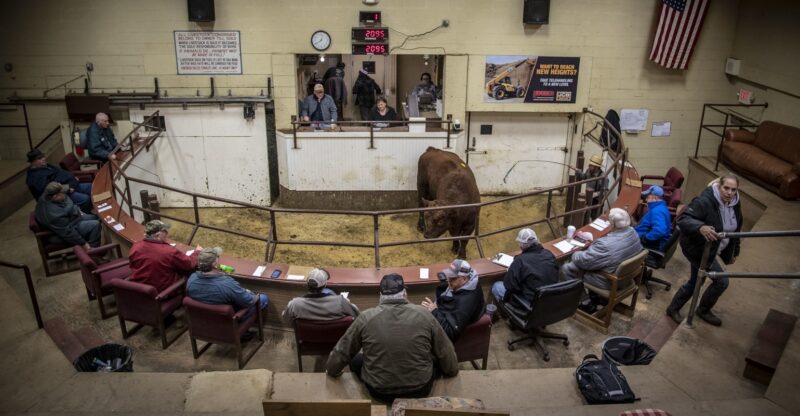 Bidding on Livestock at Auction