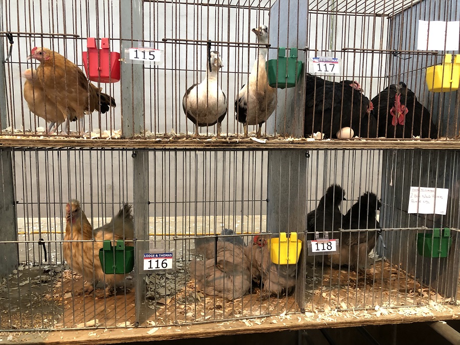 Poultry Auctions Near Me